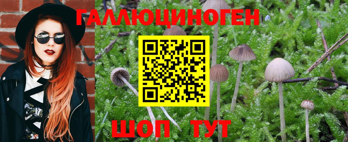Галлюциногенные грибы Cubensis Балтийск